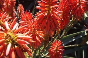 Rote Blume im Park