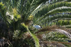 Vogel im Baum