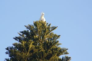 Vogel in der Baumkrone