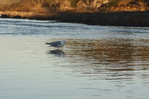 Möwe im Wasser