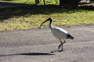 Vorbeispazierender Vogel