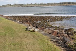 Enten am Meer