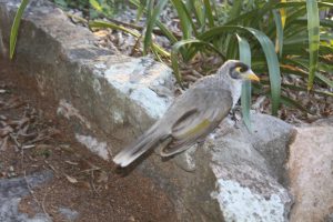 Australischer Vogel mit gelbem Schnabel