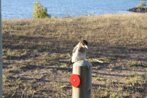 Vogel auf Pfosten