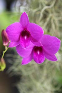 Queensland - Orchidee