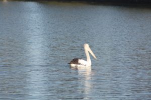 Grosser Vogel schwimmt im Wasser