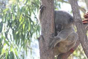 Schlafender Koala