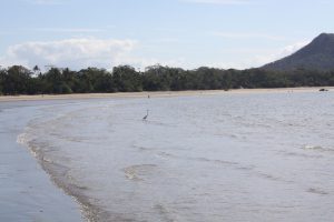 Strand - Fischreiher