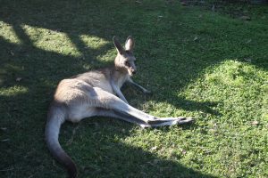 Känguru auf dem Campingplatz