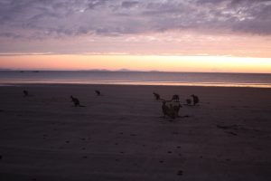 Känguru's beim Sonnenaufgang