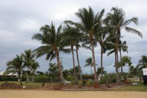 Palmen beim Campingplatz