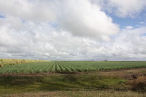 Feld, Wolken die sich aufhellen