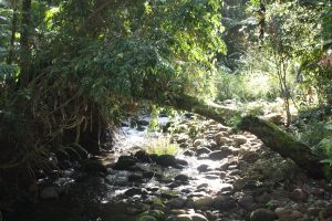 Bach in bei Babinda Boulders