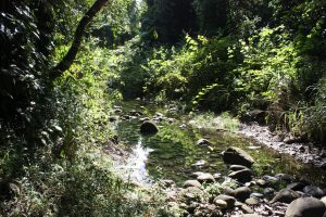 Natur in Babinda Boulders