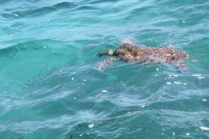 Schildkröte schwimmt im Wasser