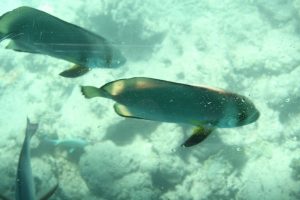 Fische fotografiert vom Glass Bottom Boat