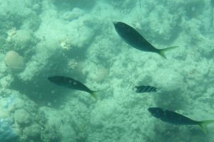 Fische fotografiert vom Glass Bottom Boat