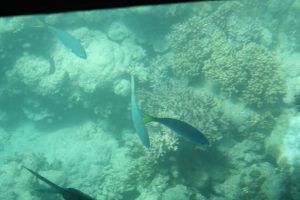 Fische fotografiert vom Glass Bottom Boat